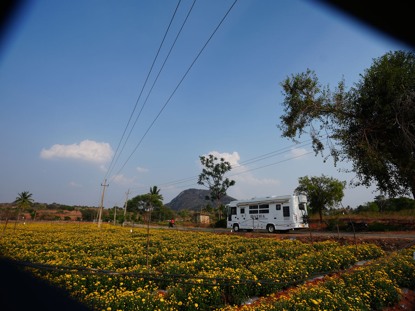 White Caravan amid marigold fields